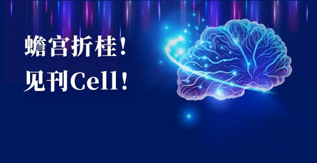 Cell项目文章 | 中国科学家解码人脑多区域时空发育奥秘！